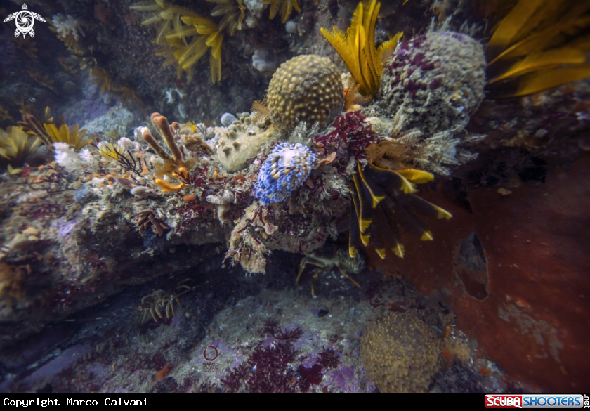A Nudi
