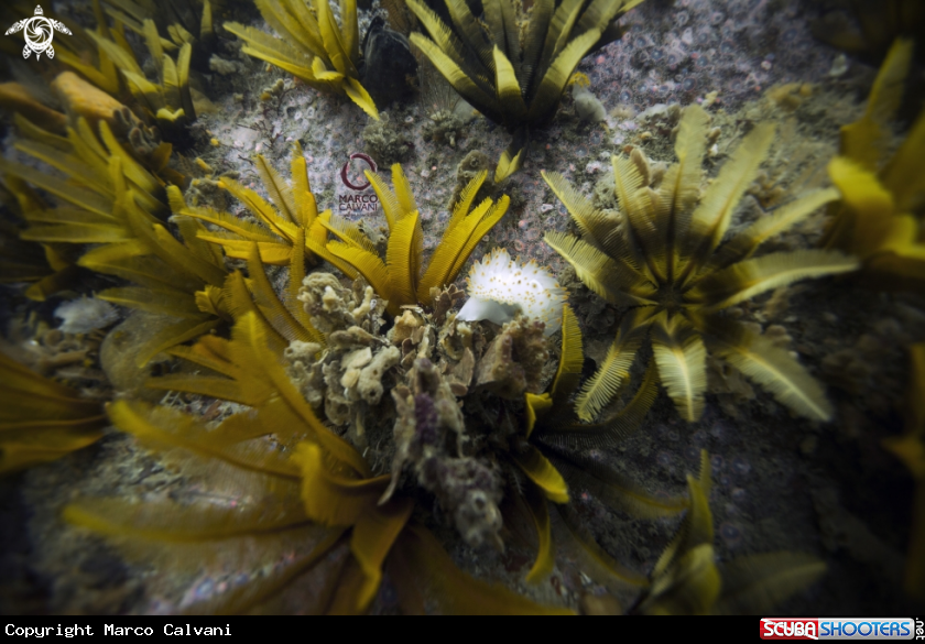 A Nudi