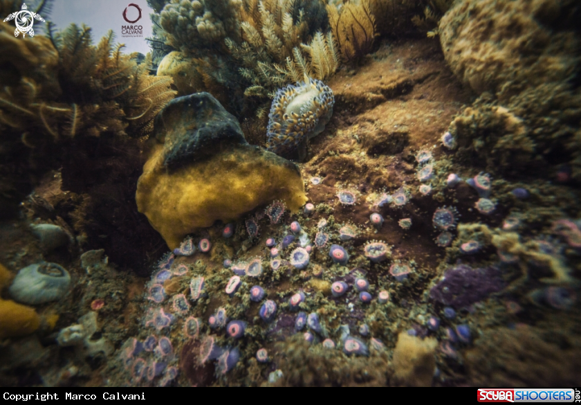A Nudi