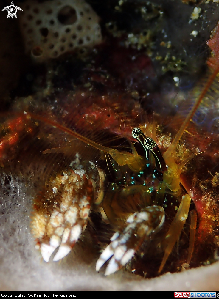A Crab