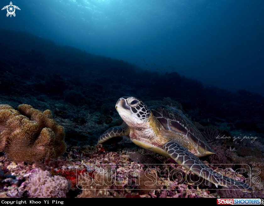A Turtle