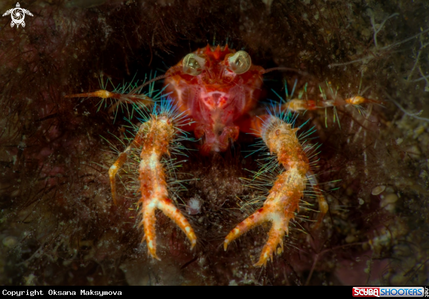 A Olivar's Squat Lobster (Munida olivarae)