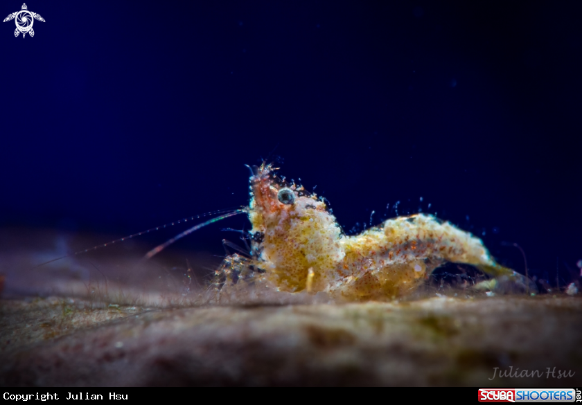 A Sashimi Shrimp