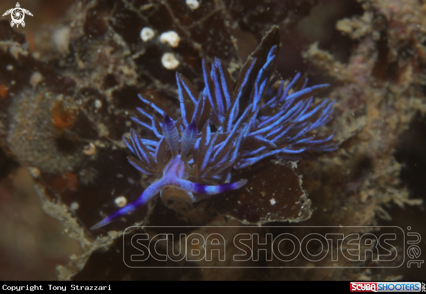 A Australian blue dragon