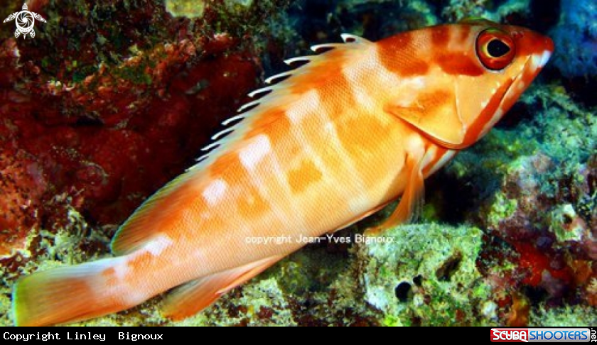 A Comet Grouper /Vieille Labou-Mauritius