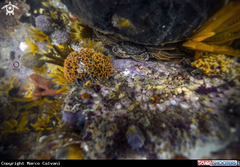 A Crab