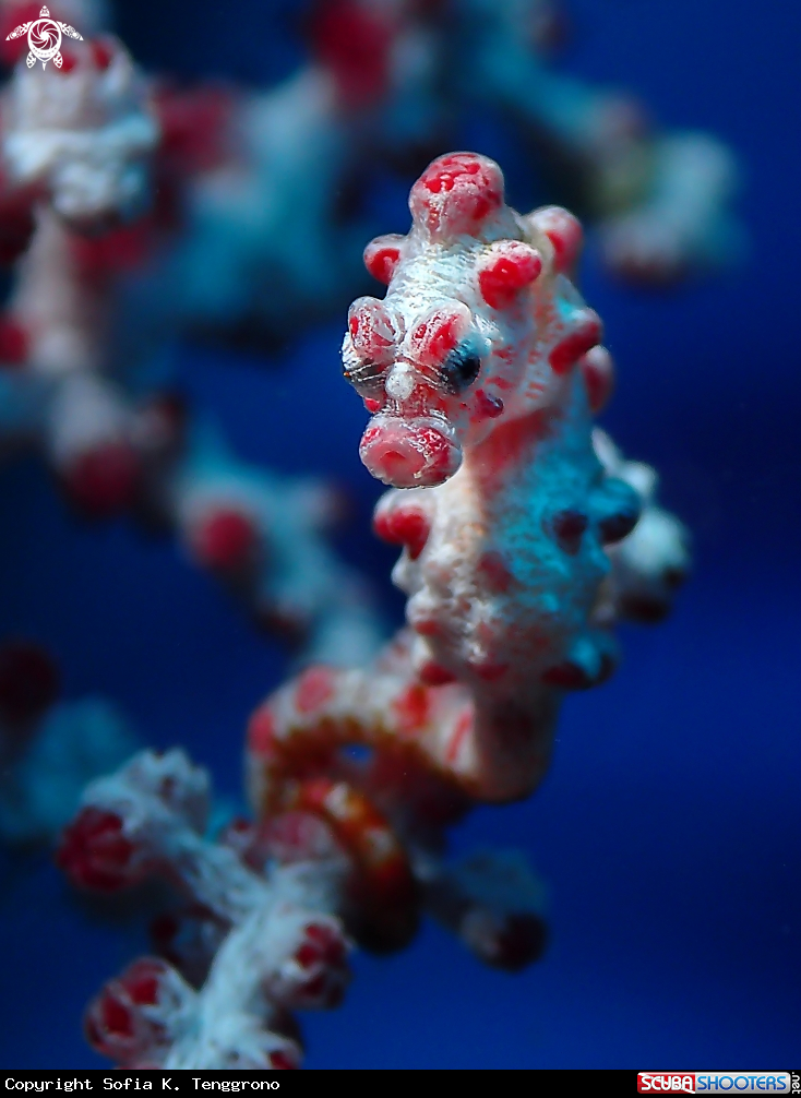 A Pygmy Seahorse