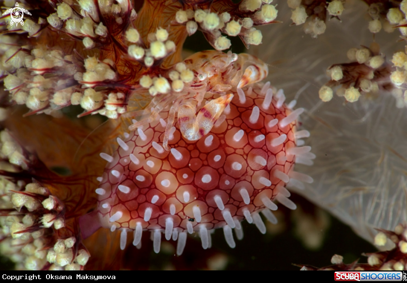 A Soft Coral Porcelain Crab and Cowrie