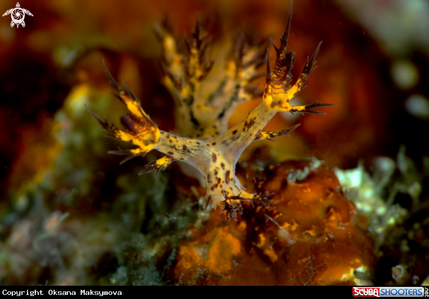 A Nudibranch  Dendronotus regius