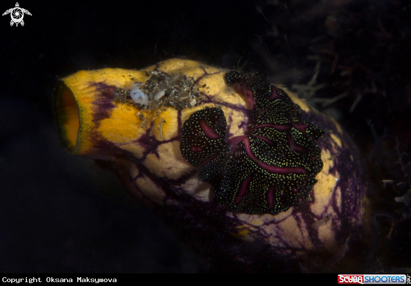 A  Persian carpet flatworm (Pseudobiceros bedfordi)