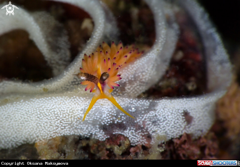 A Nudibranch Favorinus mirabilis