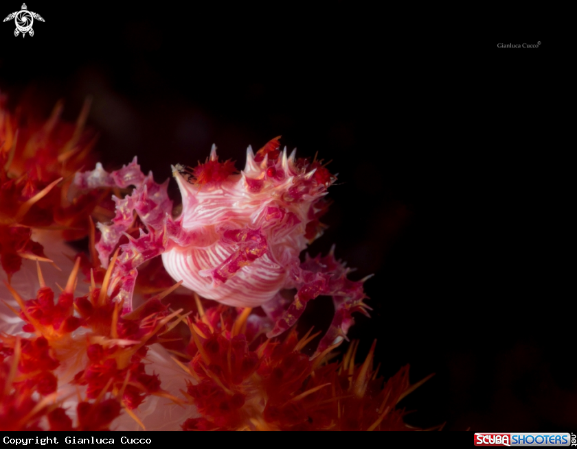 A Candy crab