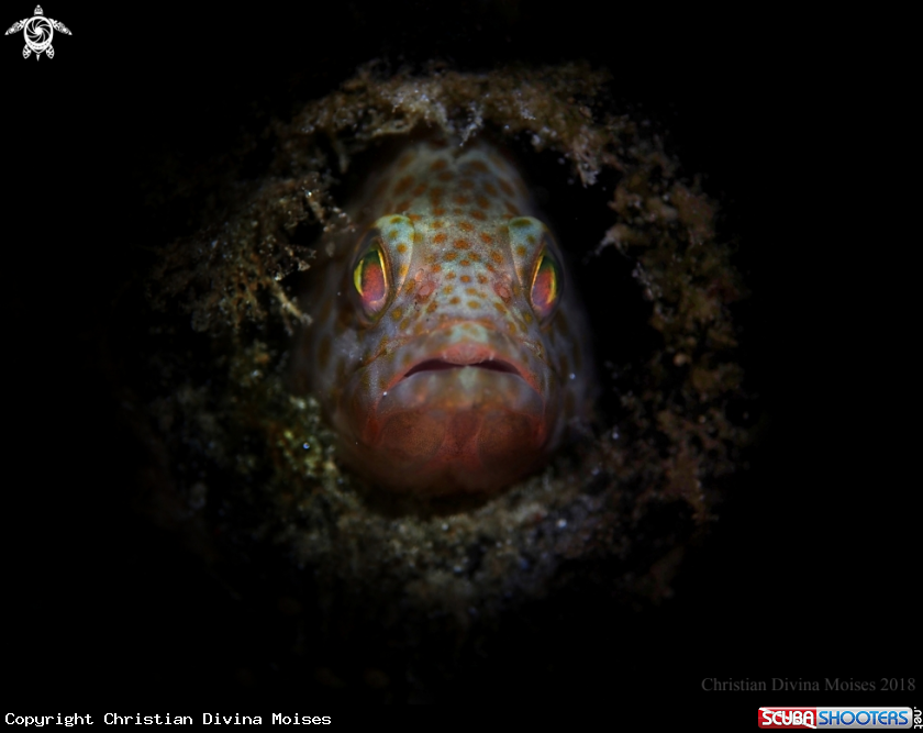 A Grouper