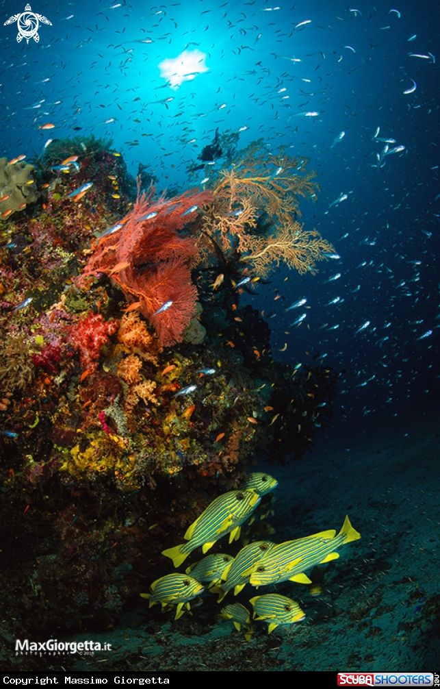 A reef
