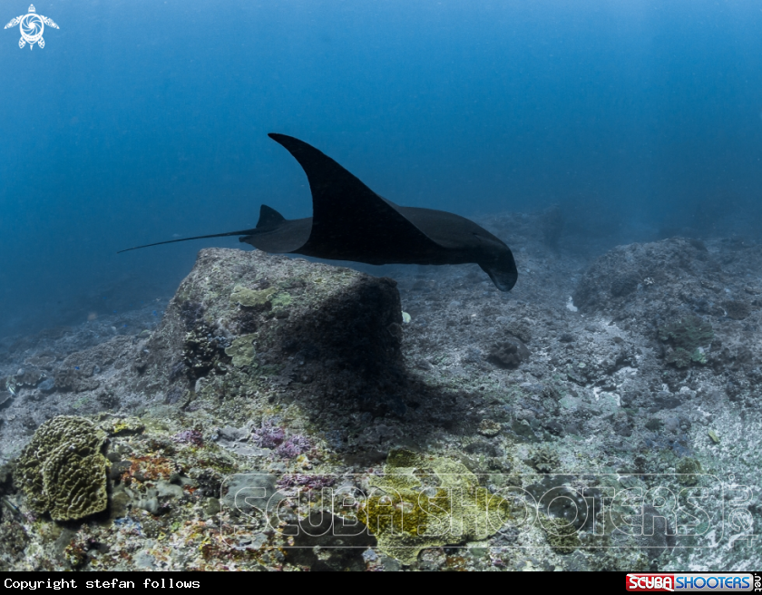 A Manta Ray