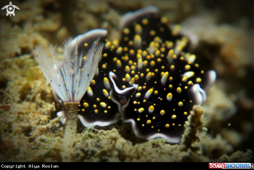A Flatworm