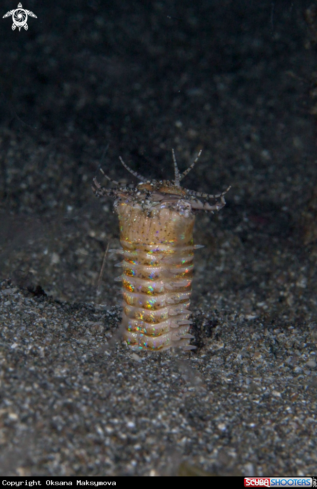 A Bobbit worm  (Eunice aphroditois) 