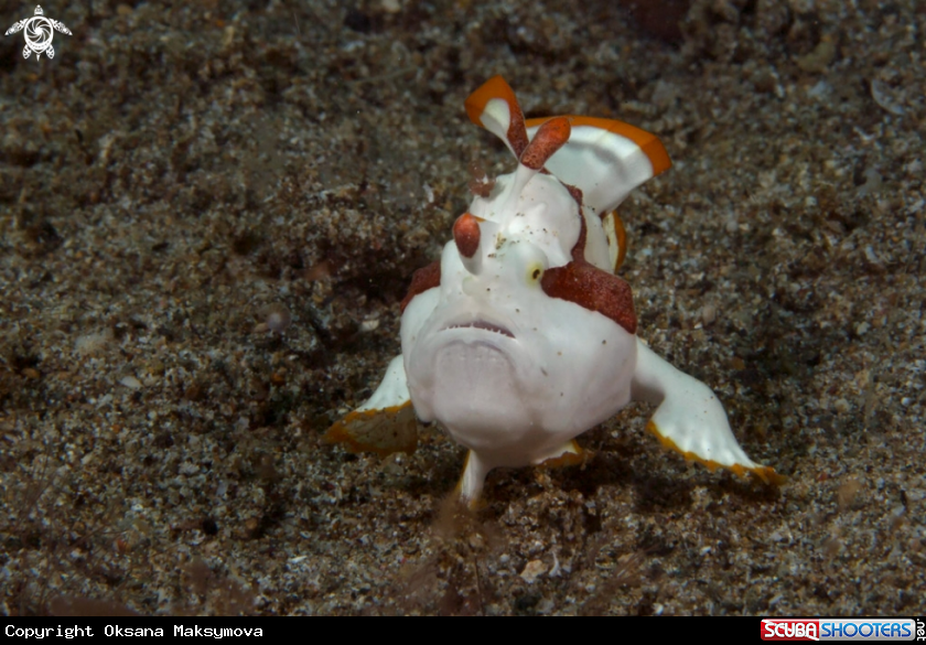 A Warty Frogfish (Antennarius maculatus), juvenile