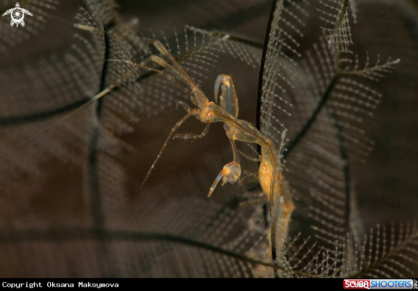 A Skeleton Shrimp Caprella spp. carrying the eggs