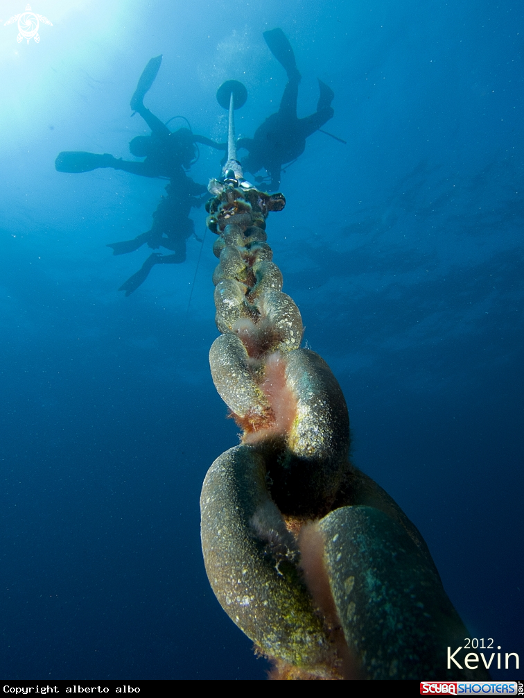 A underwater creature