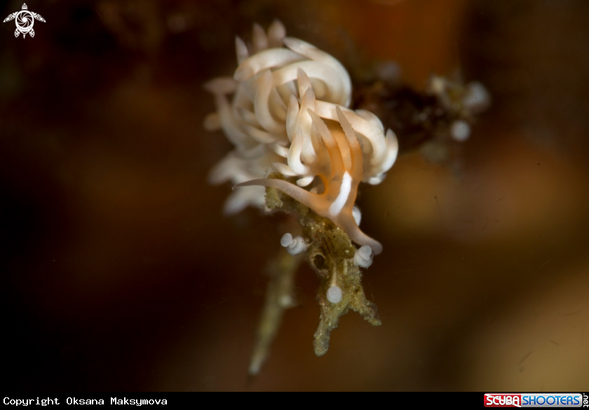 A Nudibranch Caloria sp.
