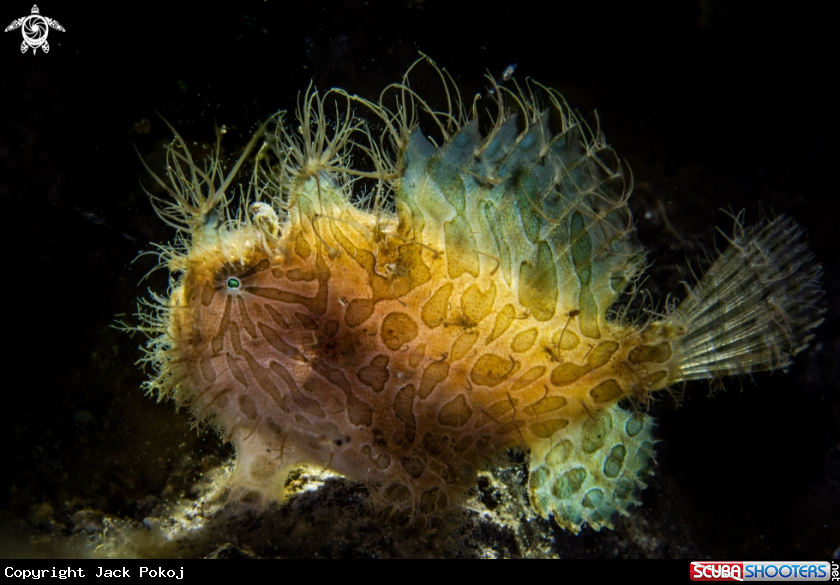 A Hairy frogfish