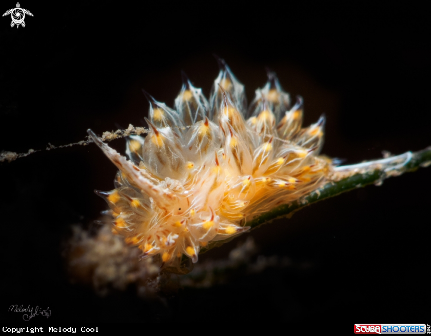 A nudibranch