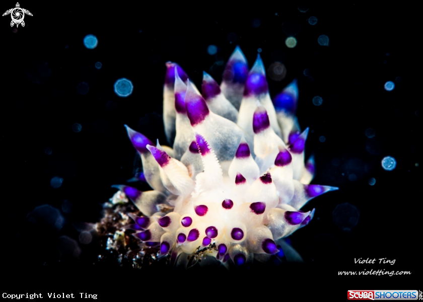 A Nudi