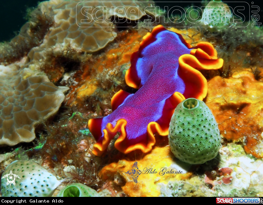 A Fuchsia Flatworm