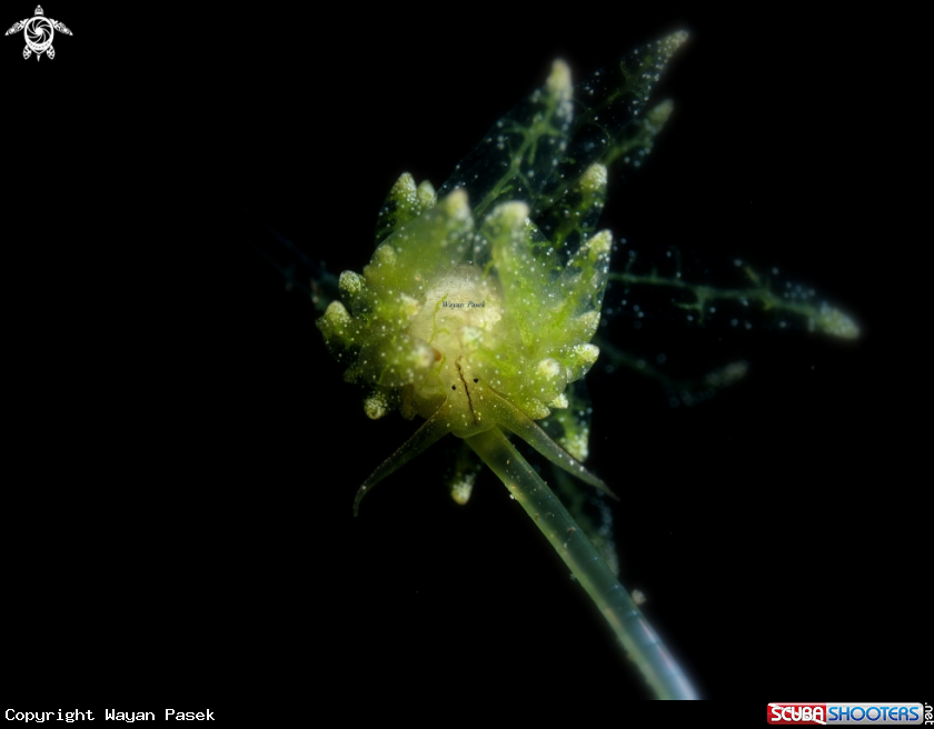 A Stiliger sp