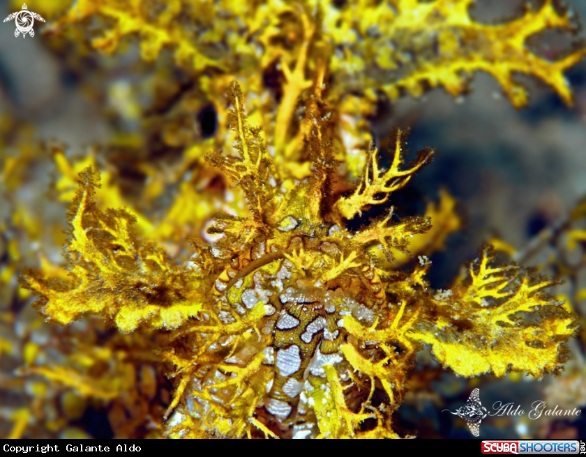 A Weedy Scorpionfish.