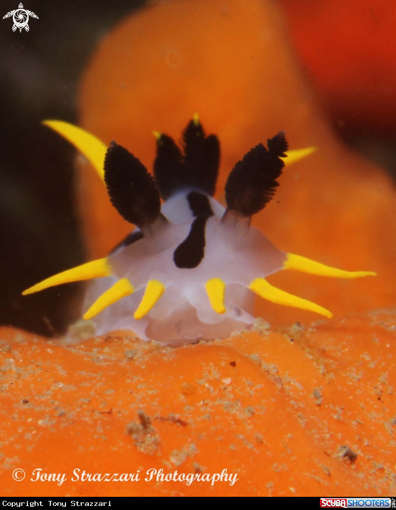 A Punk polycera