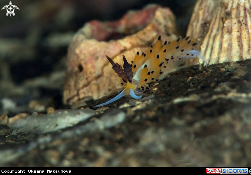 A Nudibranch Favorinus tsuruganus 