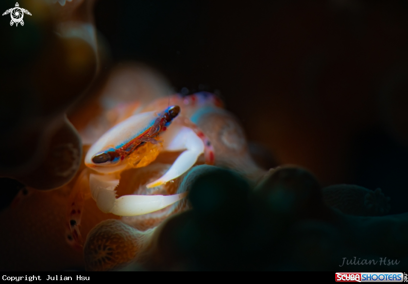 A Coral crab