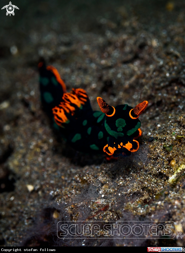 A Nudibranch
