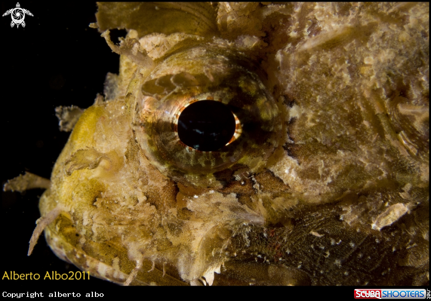 A underwater creature
