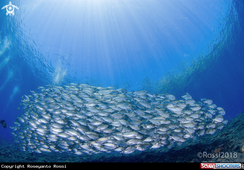 A Schooling fish