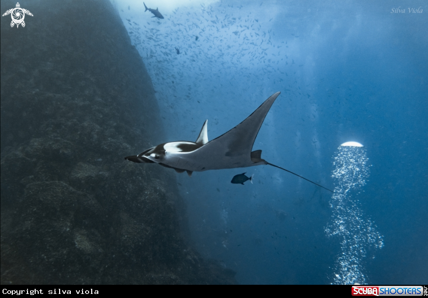 A Giant Oceanic Manta