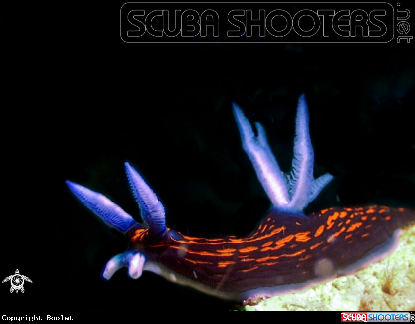 A roboastra gracilis