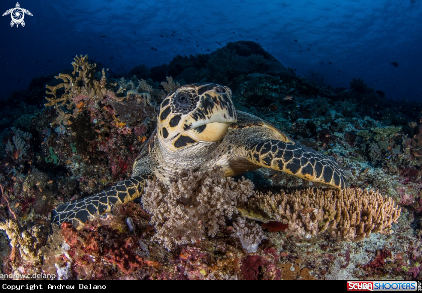 A Green Turtle