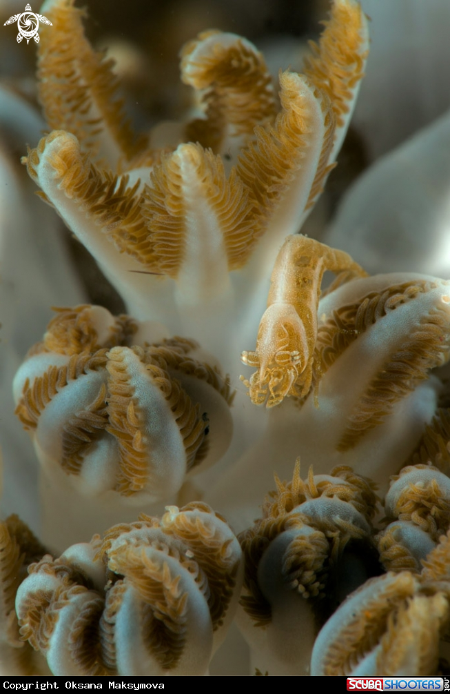 A Xenia Shrimp (Hippolyte commensalis)
