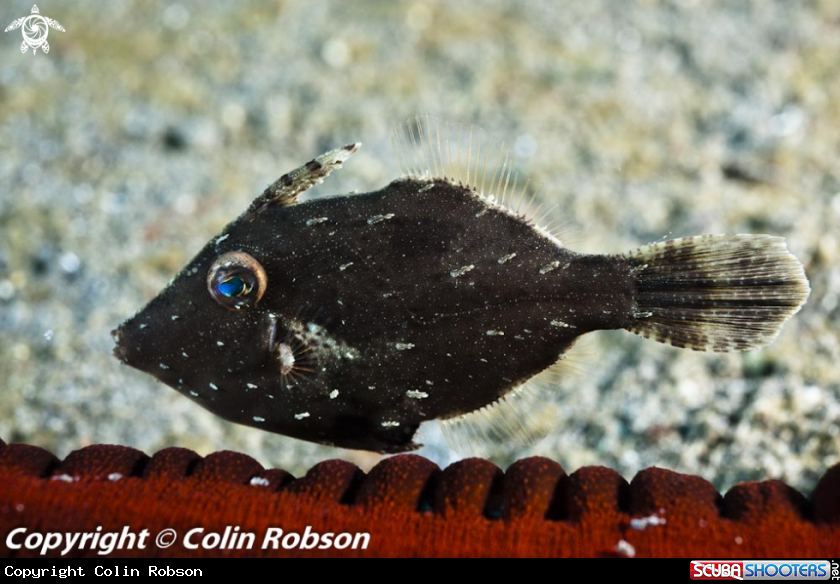 A reef fish