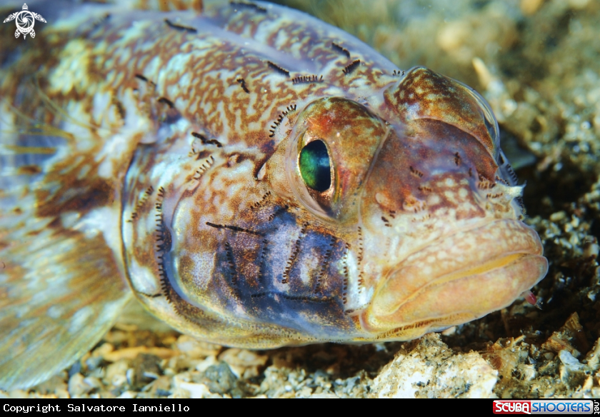 A underwater creature