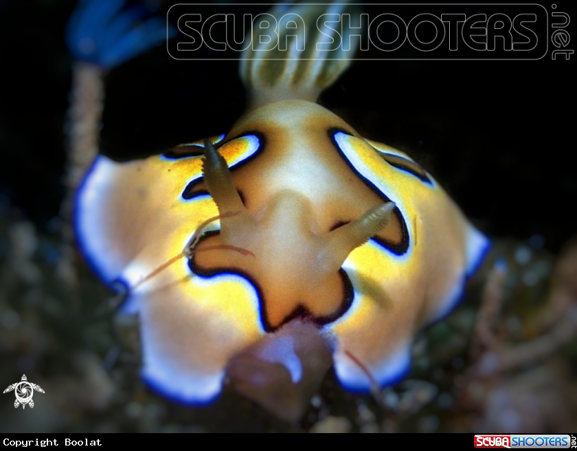 A chromodoris coi