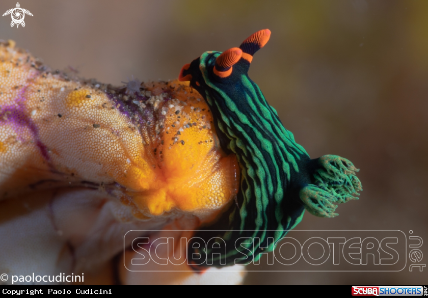 A Kubaryana's Nembrotha