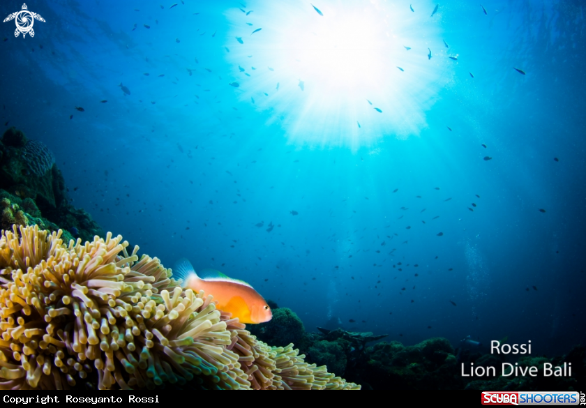 A Clownfish