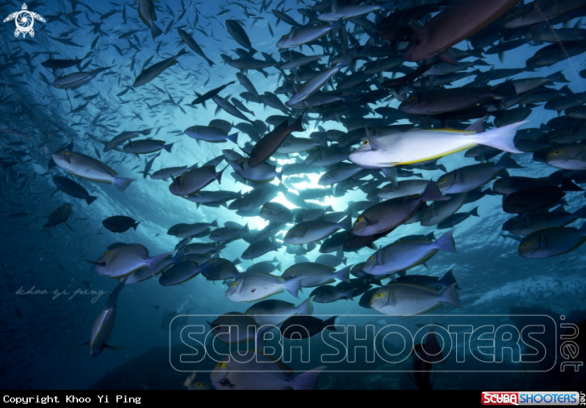 A Surgeonfish