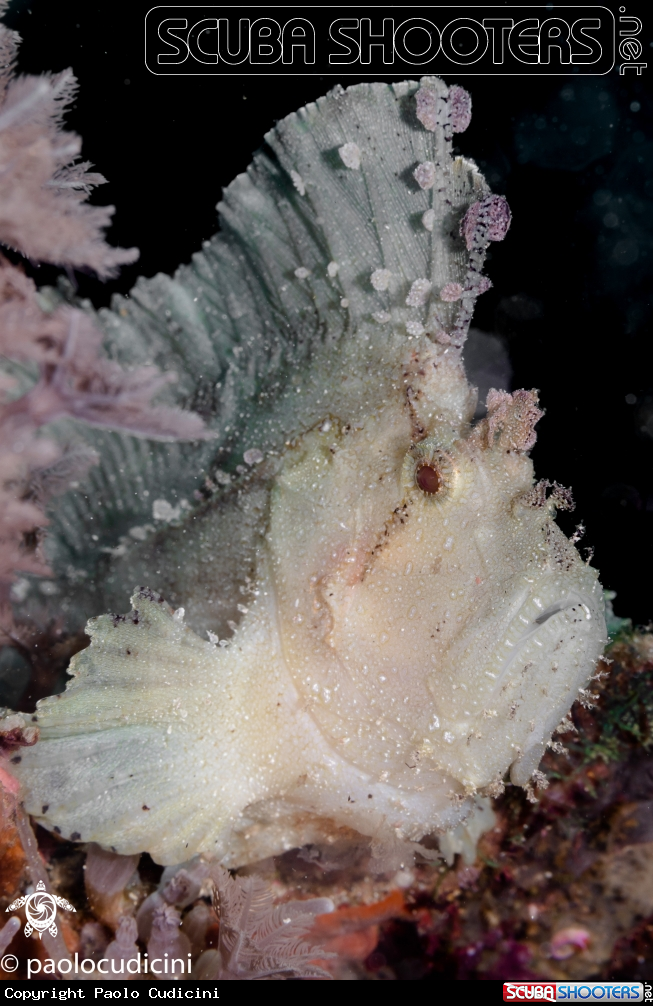 A Leaf scorpionfish