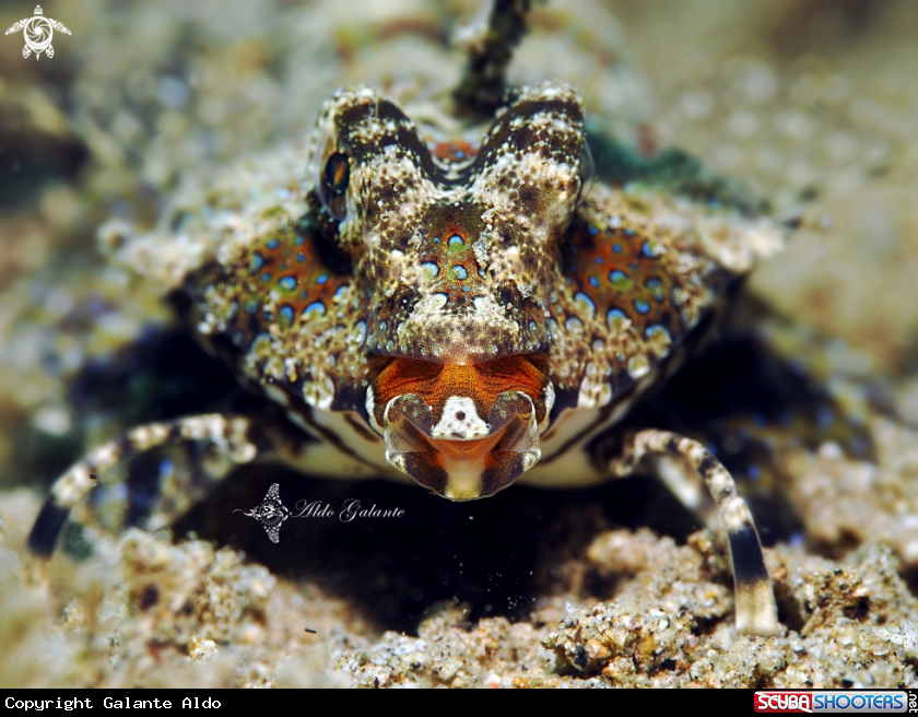 A Kuiter's Dragonet 