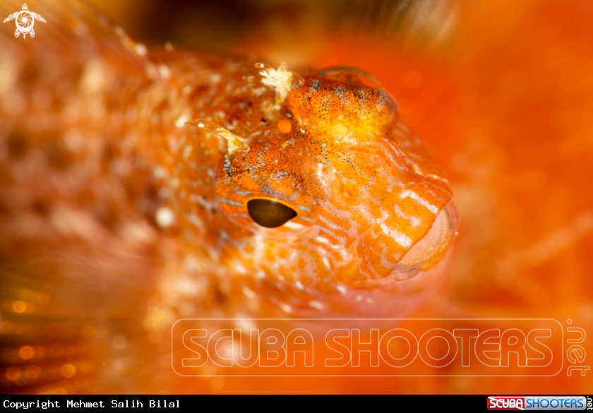 A Blenny